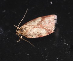 Oligoloba severa