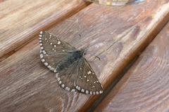 Pyrgus cacaliae