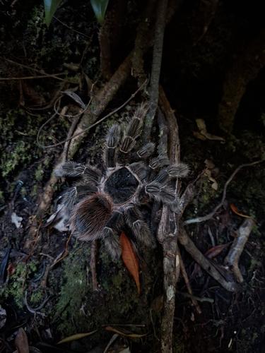 Lasiodora sertaneja