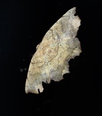 Polyacme dissimilis