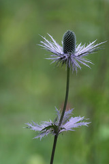 Eryngium alpinum