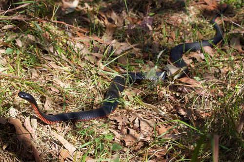 Red-bellied Black Snake sighting