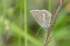 Aricia nicias