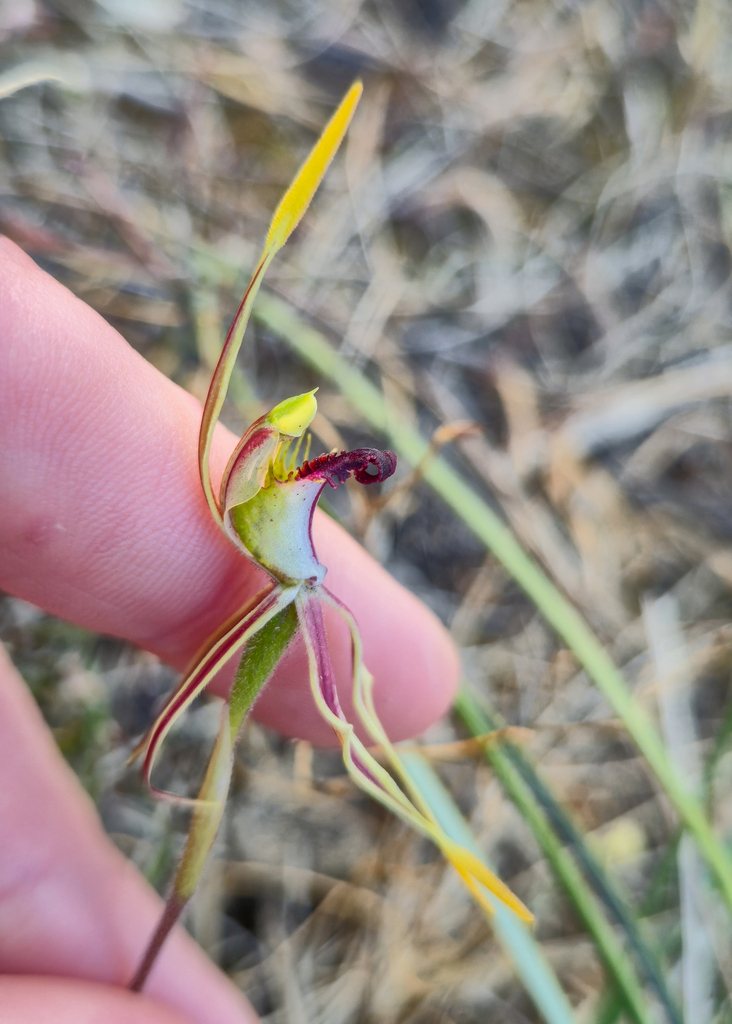 Caladenia aurulenta