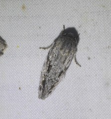 Agriophara confertella