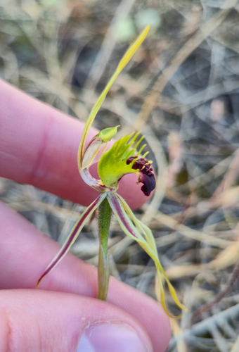 Koppio spider orchid (Caladenia septuosa)