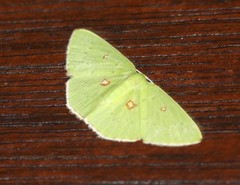 Comostola leucomerata