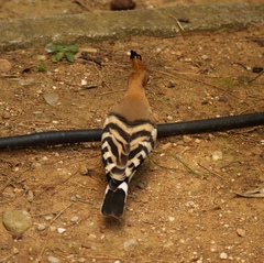 Upupa epops