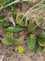 Parinari capensis capensis