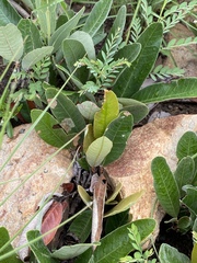 Parinari capensis capensis