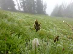 Carex preslii