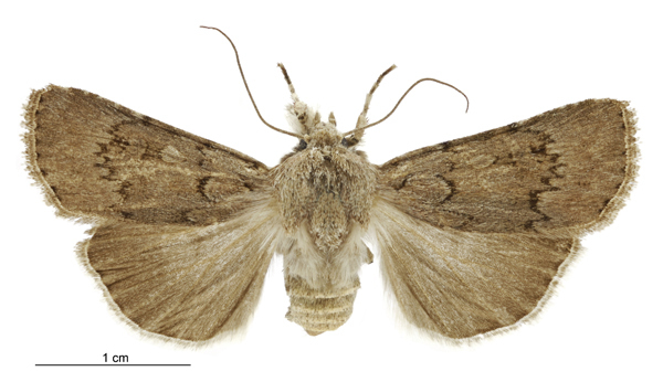 Agrotis admirationis