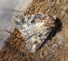 Tycomarptes inferior