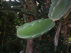 Dendrocereus nudiflorus