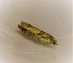 Pseudexentera spoliana