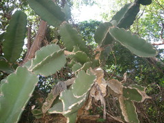 Dendrocereus nudiflorus