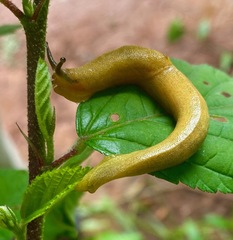Urocyclidae
