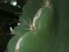 Dendrocereus nudiflorus