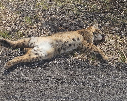 Bobcat photographed in Missouri