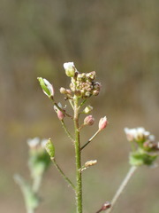 Draba muralis