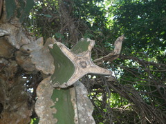 Dendrocereus nudiflorus