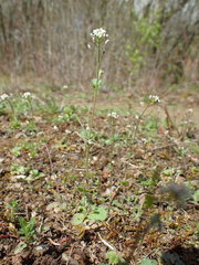 Draba muralis