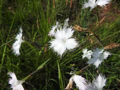 Dianthus mooiensis