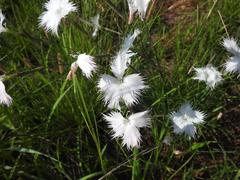 Dianthus mooiensis