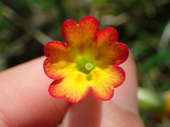 Primula × polyantha