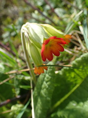 Primula × polyantha