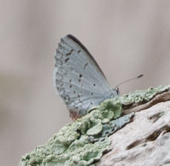 Celastrina serotina