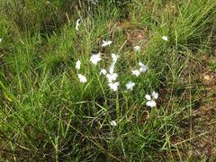 Dianthus mooiensis