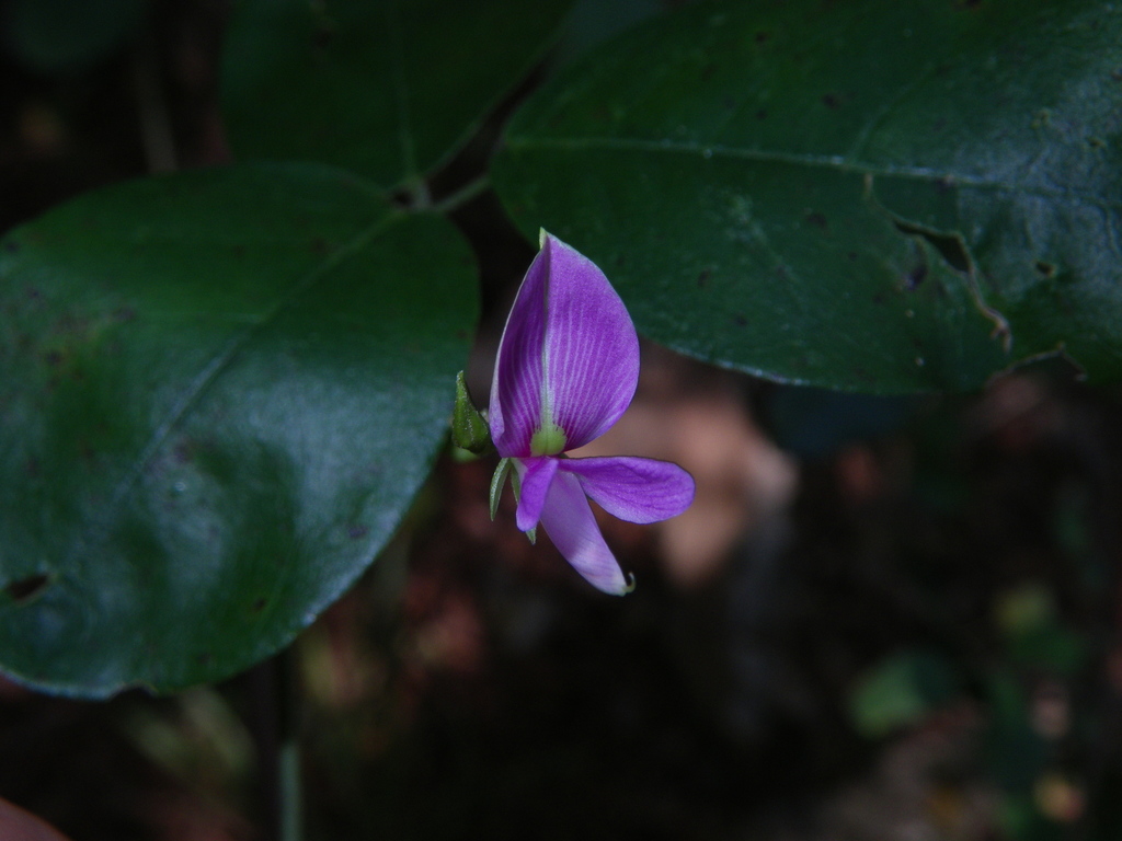 Galactia combsii