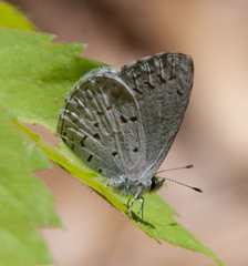 Celastrina serotina