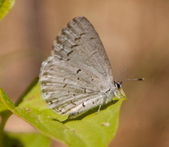 Celastrina serotina