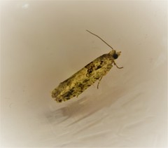 Pseudexentera spoliana