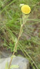 Pulicaria scabra