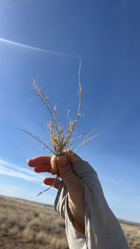 Ear Muhly