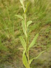 Pulicaria scabra