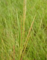 Hemarthria altissima