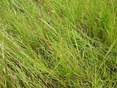 Hemarthria altissima