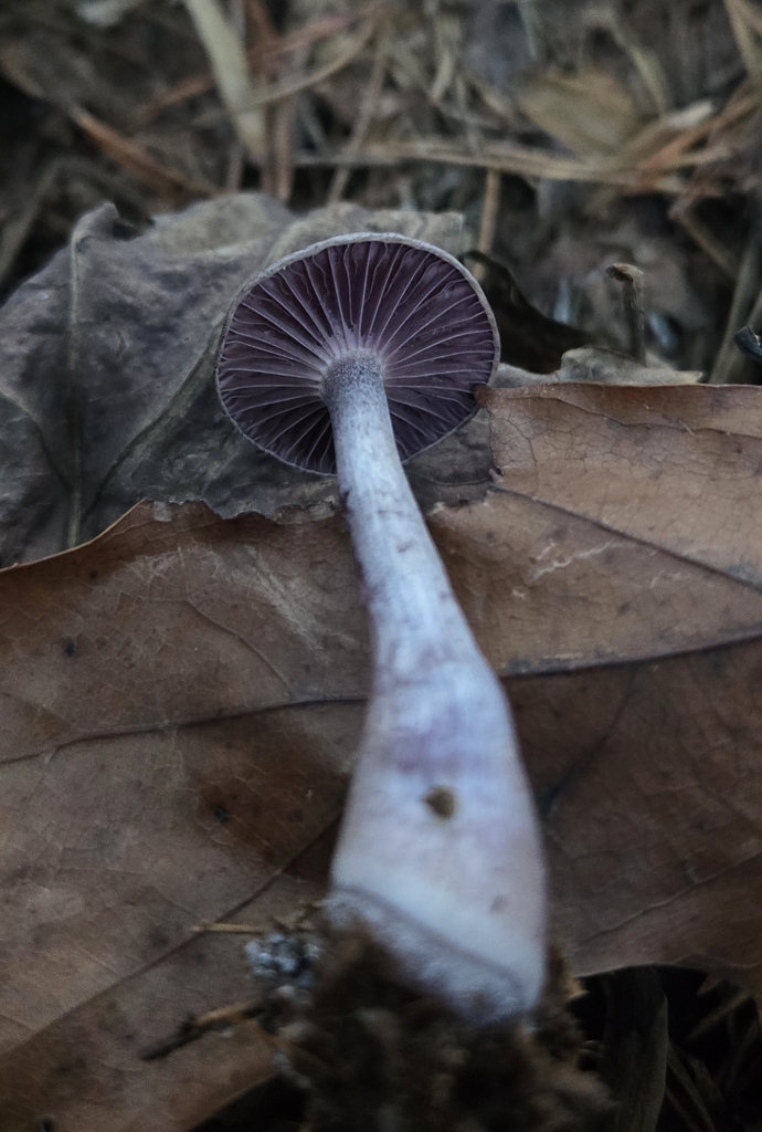 Laccaria amethystina · December 2025 · photo: © benfungi (iNaturalist, cc-by)