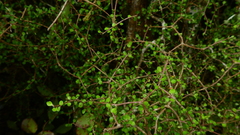 Pittosporum obcordatum