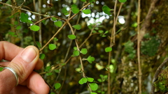 Pittosporum obcordatum