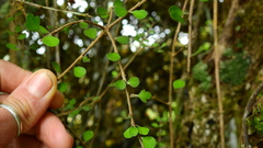 Pittosporum obcordatum