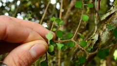 Pittosporum obcordatum