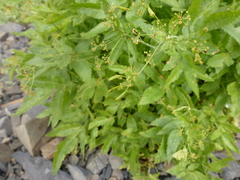Osmorhiza occidentalis