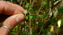 Pittosporum obcordatum