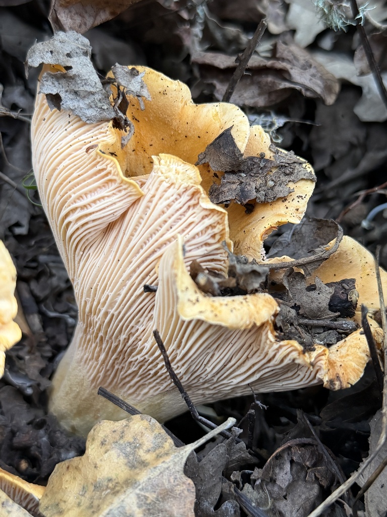 Cantharellus californicus · December 2025 · photo: © aheyman1 (iNaturalist, cc0)