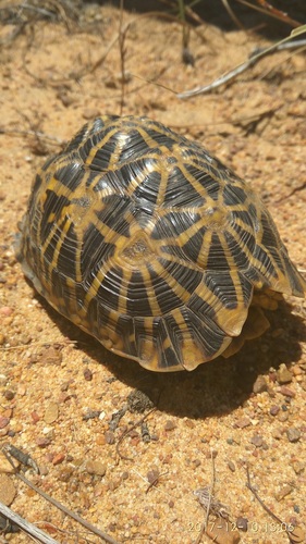 Geometric Tortoise